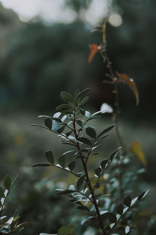Green fresh plant on field