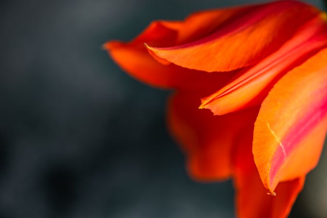 Close up of orange tulip flowers on concrete background with copy space