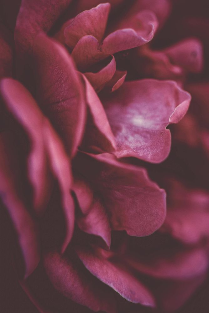Red rose in close up