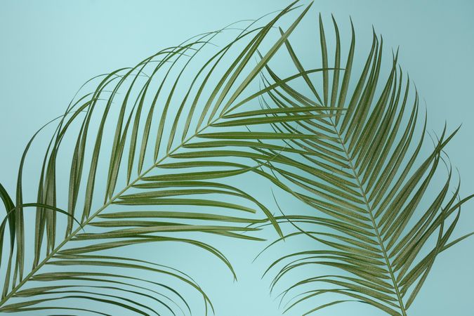 Tropical green leaves on baby blue background