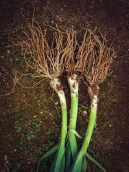 Fresh torn out green onions on soil