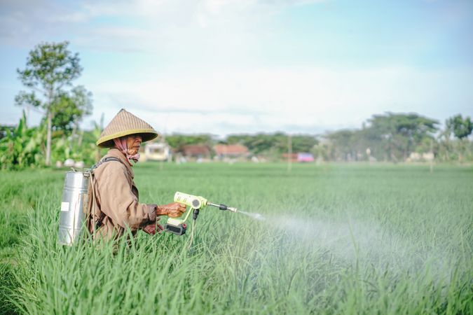 A older male farmer spraying pesticide on rice green field