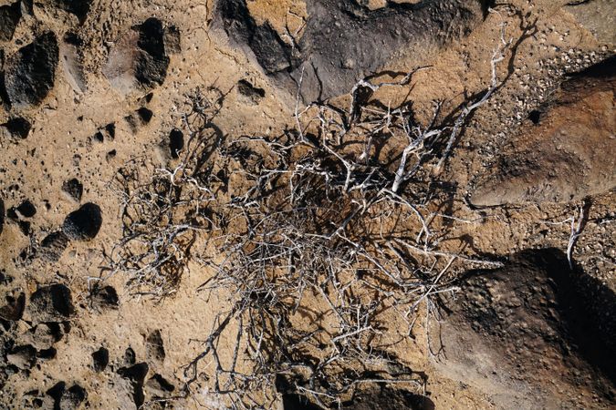 Dry soil with dead bare plant