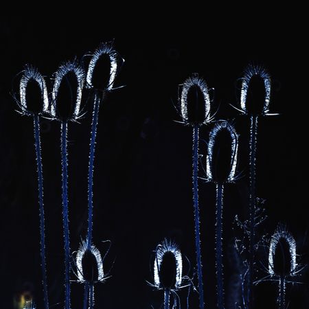 Grass on background of glowing circle