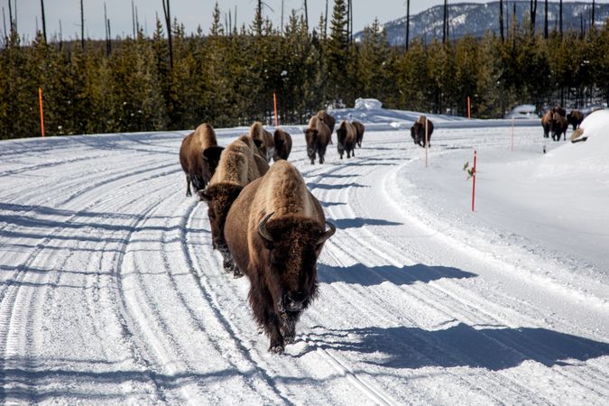 American bisons walking on snowy road at Yellowstone National Park