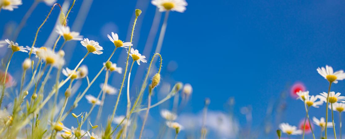 Banner of daisies in a field