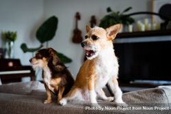 Two cute small dogs in living room bDeKk0
