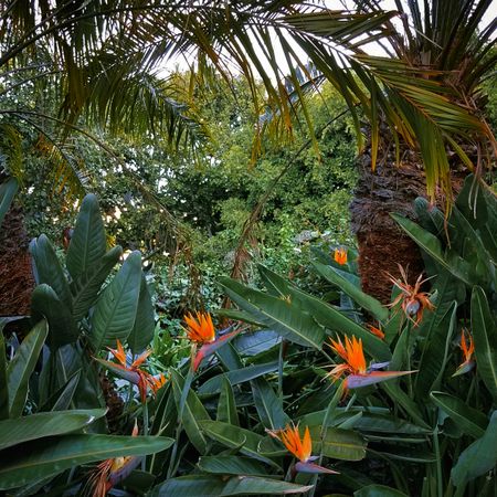 Jungle scene with bird of paradise