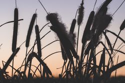 Reeds with fluffs at sunset