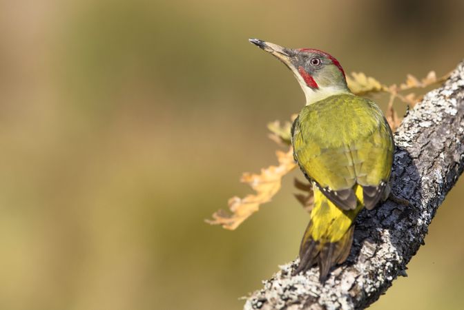 Wonderful green bird on wood