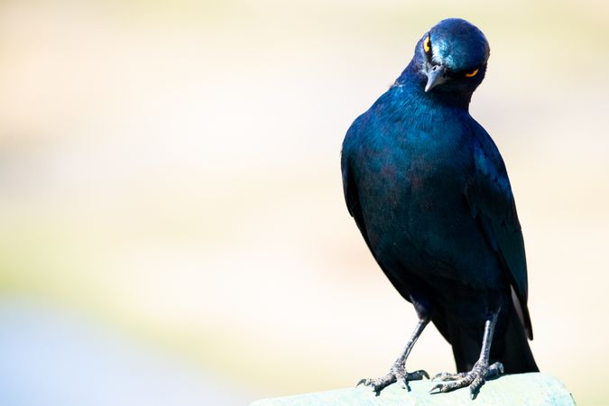 Blue boat-tailed grackle on brown tree branch