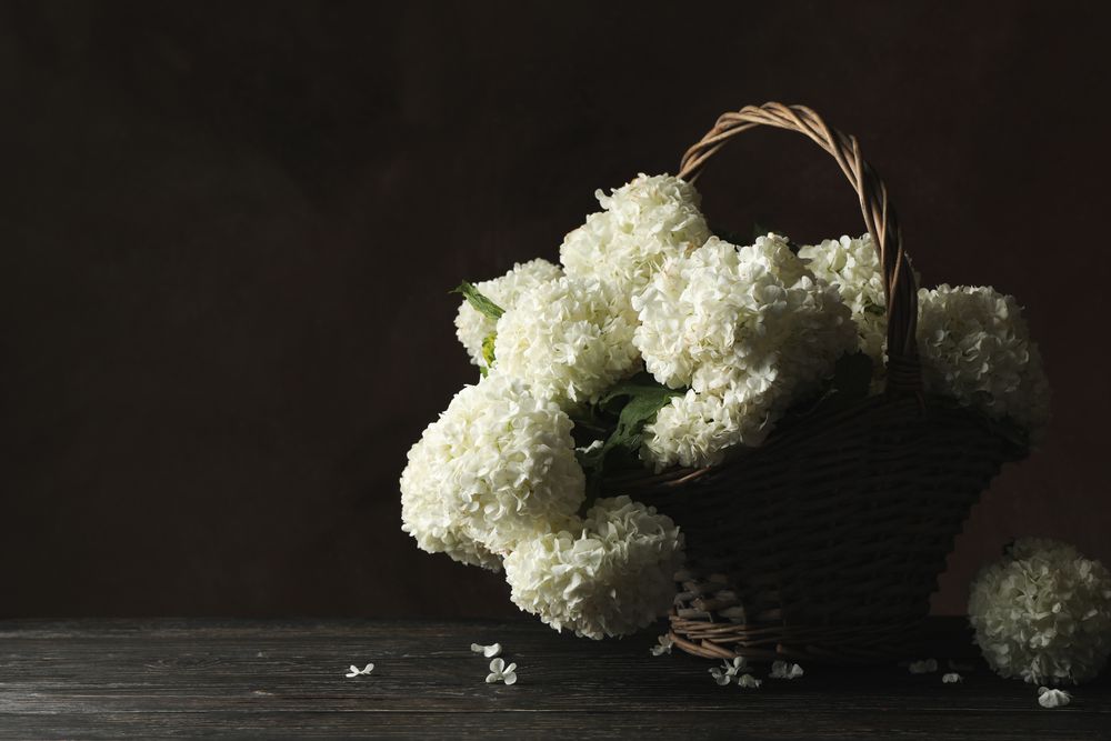 Wicker basket with hydrangea flowers. Spring plant