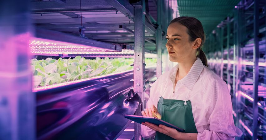 Portrait of Vertical Farm Technical Specialist Working in a Facility with Ultraviolet LED Lights. Female Hydroponics Engineer Using Tablet Computer in Order to Optimize Crops Growing Potential