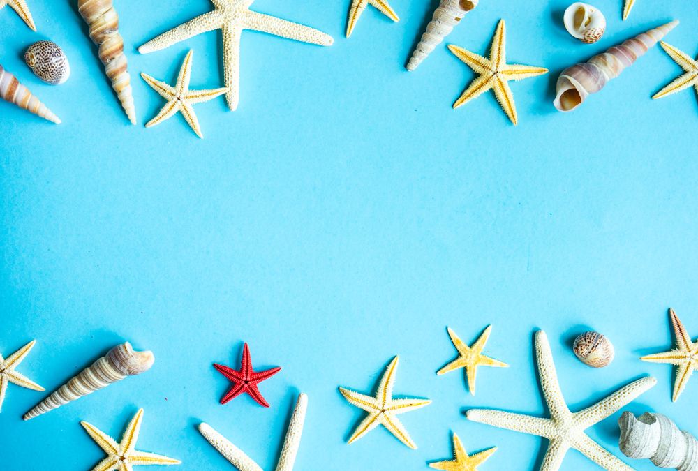 Sea stars & shells on blue background