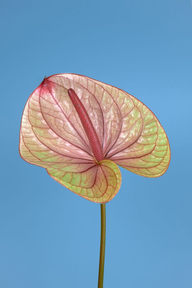 Anthurium flower American plant