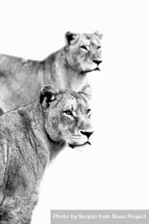 Grayscale photo of two lioness 5X87k5