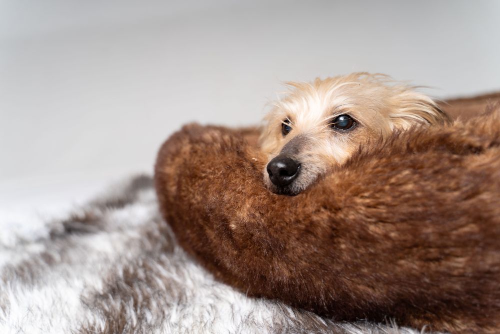 Adorable Norfolk terrier looking over side of pet bed