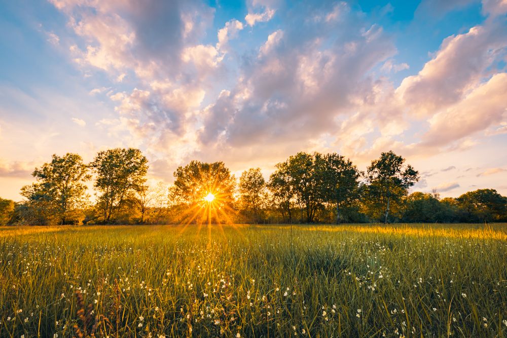 Tranquil field at sunset with sun flare
