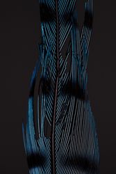 Blue jay feather close up
