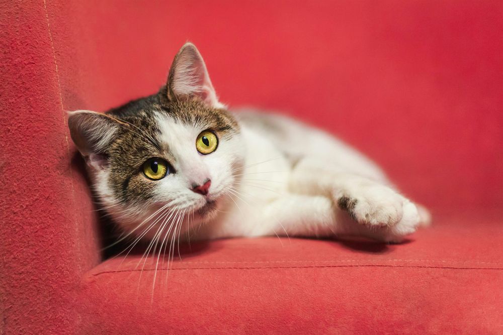 Tabby Cat Resting on Vibrant Red Surface