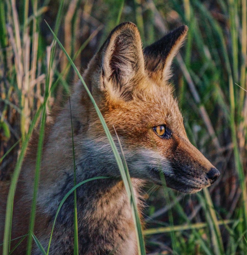 Brown fox on grass