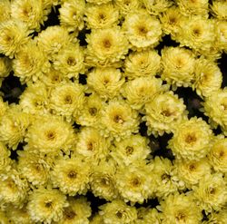Yellow flower background