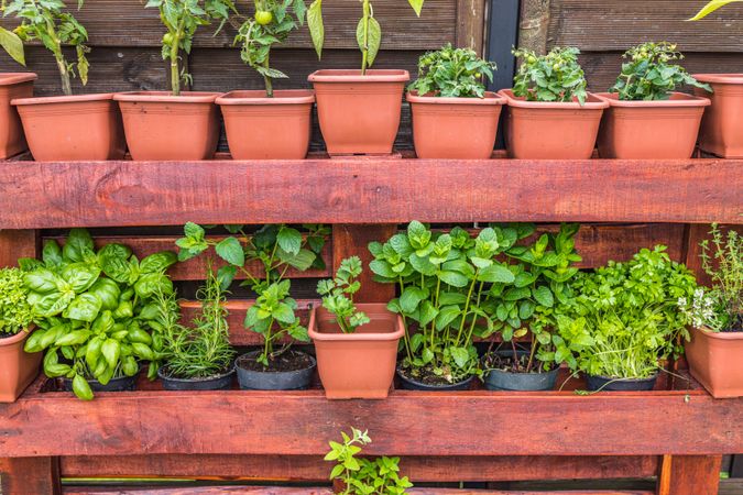 Wooden shelves of terra-cotta pots with green herbs