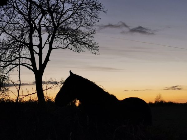 Silhouette of horse beside a tree at sunset
