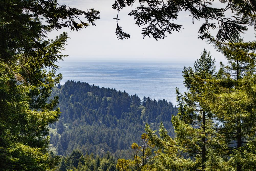 View of coastal waters from the trees