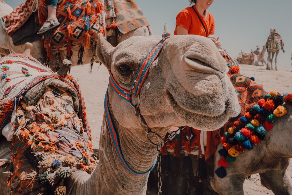 Funny camels in desert