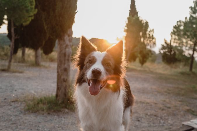 Senior Border Collie sitting on road against blurred dry grass