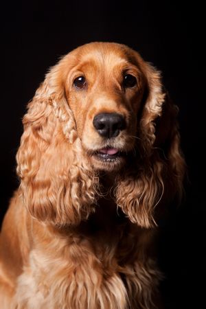 Amazing dog staring at camera