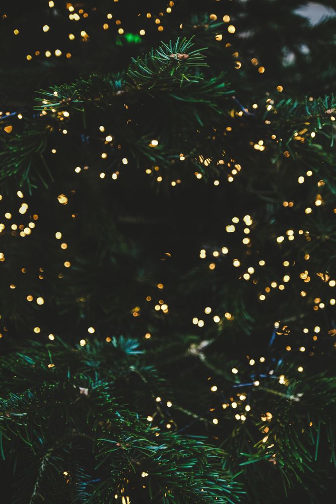 Green festive fur tree texture, vertical composition