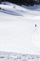 Path in the snow