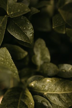 Wet green plant in garden