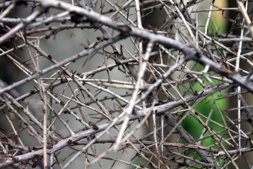 Jagged thorns wild in nature