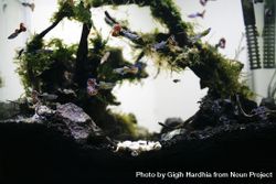 Looking through aquarium glass at colorful guppy fish 0L9xe5