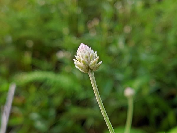 beautiful flower nature