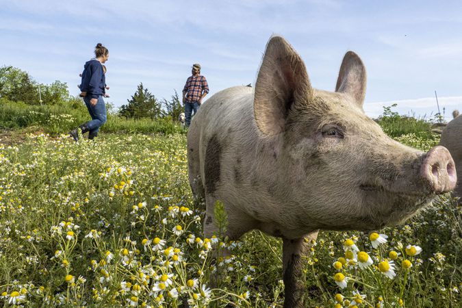 Copake, New York - May 19, 2022: Face of pig in daisy field with man and woman in background