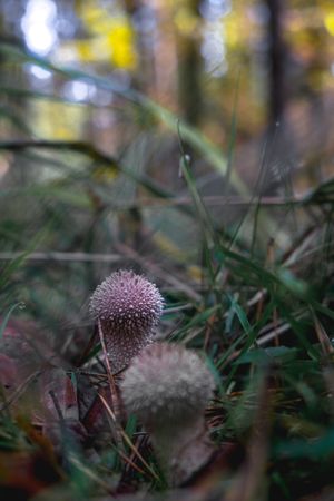 Warted puffball growing wild on forest floor, vertical
