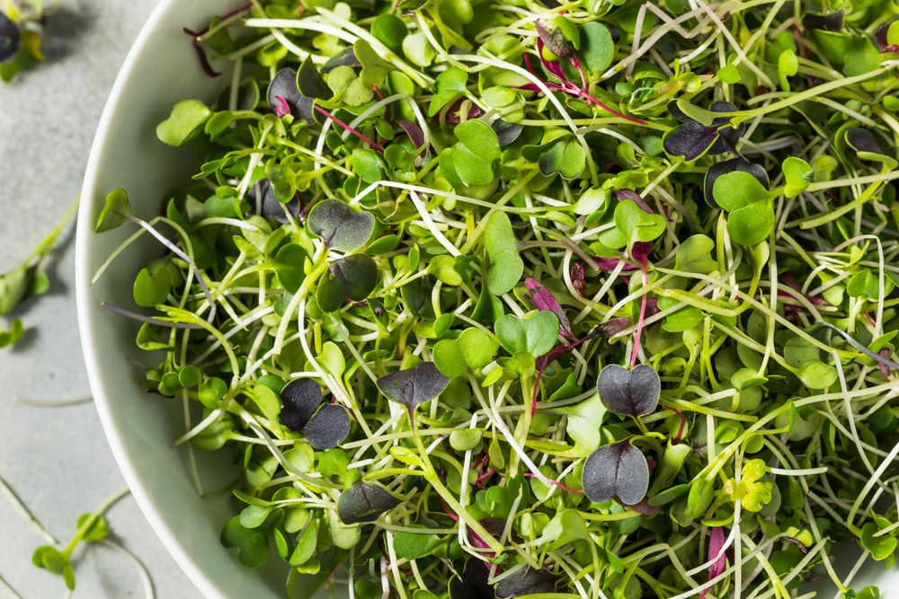 Green Organic Raw Microgreen Sprouts