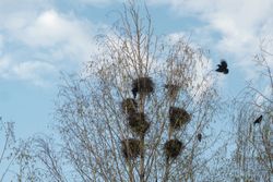 Bare tree with multiple bird nests
