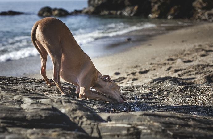 Little italian greyhound dog in the beach playing with sand