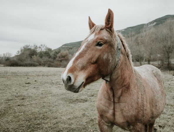 Funny horses on meadow