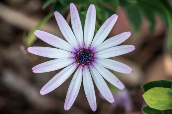 Close-Up Of A Daisy With Purple Center Blooming In A Natural Garden