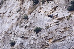 Wild longhorn goat on stones of hill