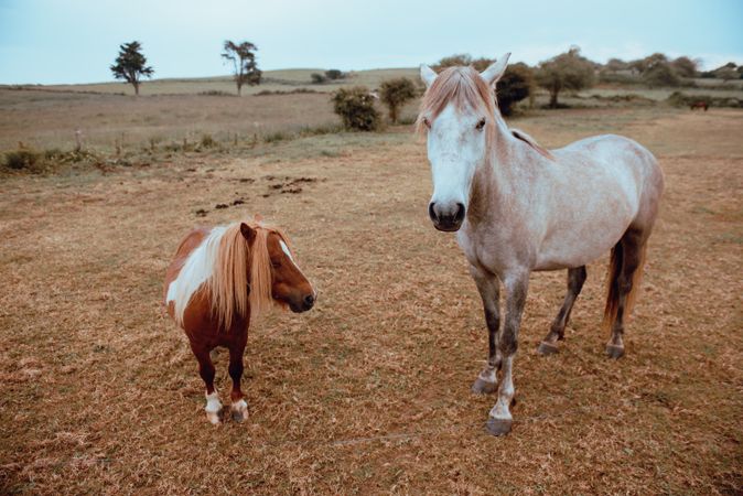Horses grazing in dry field