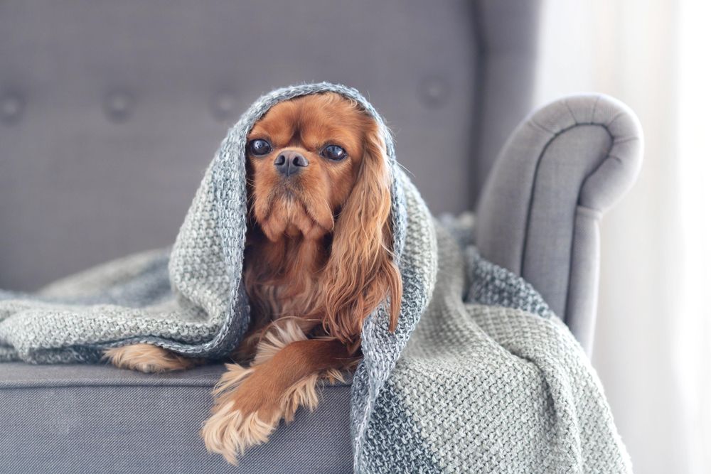 Cavalier spaniel on grey seat wrapped in blanket