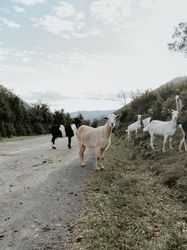 Goats between green grass in a road