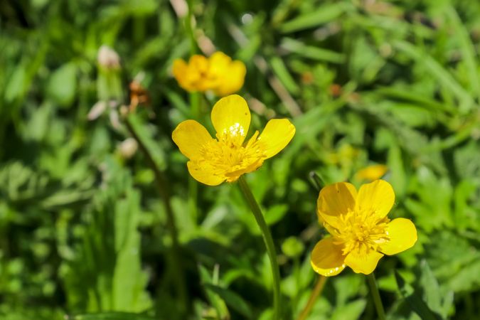Beautiful flowers in a european garden in different colors